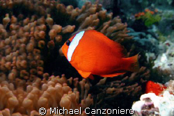My love is like a red red...tomatoe clownfish? Olympus 30... by Michael Canzoniero 